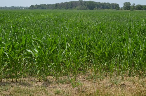 Property photo 30 - 51.5 Acres Offered in 5 tracts, 2 Farm Sites
